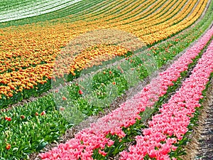 Sea of flowers from colorful blooming tulips with waves on a field